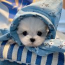 하얀강아지 이미지