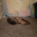 콜드베이켄넬 이미지