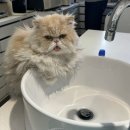 호안안경 이미지