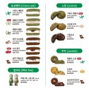 광장시장 1층 청과부 | 광장시장 디저트 맛집 쑥스초코파이 서울점｜6개 세트 맛 후기