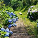 산수유자연휴양림 이미지