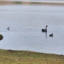 그레이덕(grey duck)
