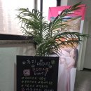 푸리테라피