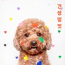 견생멍컷 이미지
