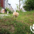 미스터 멍 애견샵 이미지