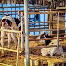 예지목장 이미지