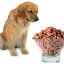 건강한 강아지 이미지