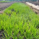 해돈농장 이미지