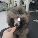 헤모랩