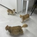 라온캐터리 이미지