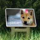 한결판낼 | 반려동물 강아지 수목장 야외 추모사진 주문제작 변색 없는 칼라 사진 세라믹 포토