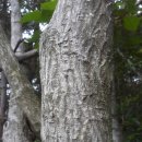 예덕나무껍질예덕나무가지예덕나무묘목 이미지