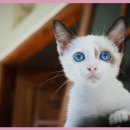 광주24시스카이동물메디컬센터 이미지