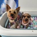 콩이네 멍냥 수제간식 이미지