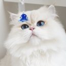 토리캣 스튜디오 | 특발성 방광염 고양이 음수량 늘리기 둥둥 워터볼 장난감💙