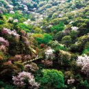 ‘금산 보곡산골 산벚꽃축제’ 일주일 연기…4월13일 개막. 이미지