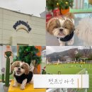 펫프닝 타운 이미지