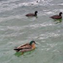 오리세상 이미지