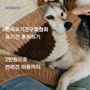 한국유기견구호협회 유기견 후원하기 2만원으로 반려견 미용까지