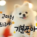 스마일양한방동물병원 이미지