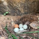 삼우농장 이미지