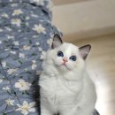 플라워돌스 이미지