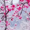 나철한의원 네이버블로그