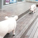 자운안경원 네이버블로그