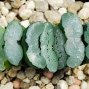 아라비안나이트 이미지