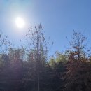 [공지] 울산 달동 사진관 알이씨스튜디오에서 반려견과 야외 스냅 후기