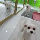 호텔펫코리아 이미지