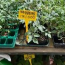 집에서 방울토마토 키우기 키트 씨앗 발아 텃밭 모종 다른 점 이미지