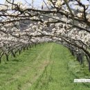 배나무민박 이미지