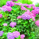 동평초등학교 이미지