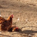 봄빛농장 이미지