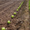 원광농장 이미지