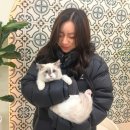 행복할 이유를 찾아드립니다 | 대전도미에르펫 에서 보냈던 아이가 다시 방문한 이유? 고양이목욕!