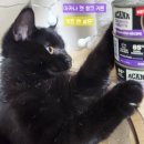 수화농장 | 아카나 캣 청크 키튼 '치킨 앤 살몬' [나베는 습식이 좋아요~!]