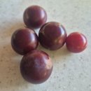 자두마을 | 자두마을 캠핑장 수영장 후기 | 지하수로 시원하고 평상까지 있는 최고의 가족 캠핑장