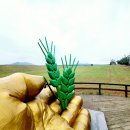 대산면914 | 고창 청보리밭•유채꽃 축제 : 시티투어버스•정읍역KTX 셔틀버스 이용•카페•음식점•숙박업소 안내