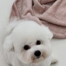 멍발란스 이미지