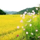 김미순 이미지
