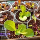 풍년농약 식물병원 이미지