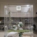 와우쥬 | 진주파충류샵 와우펫앤쥬 진주점 크레스티드게코 도마뱀 분양 후기