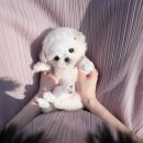 강아지분양 테디럽 이미지