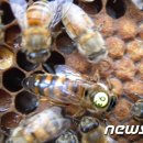 제일양봉산업 이미지