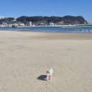 영일대해수욕장 | 포항 애견동반 여행 명소ㅣ동해안 최대 규모 백사장, 강아지 산책하기 좋은 영일대 해수욕장 솔직 후기