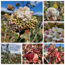 분꽃농장 이미지