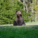 엄마와 아기곰 이미지