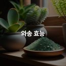 한국와송산업 | 와송 효능 항암 효과 및 면역력 강화 방법